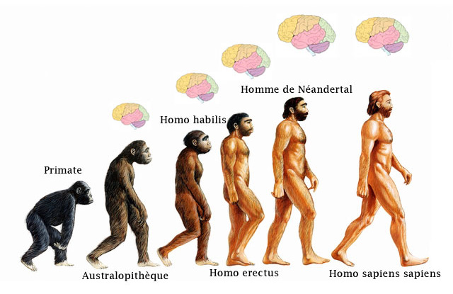 évolution hominidés